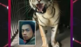 老虎爆料十三哥视频,老虎爆料视频背后的惊人真相