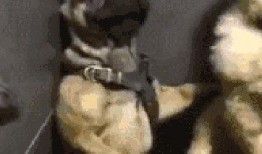 巴哥爆料黑胡子视频下载